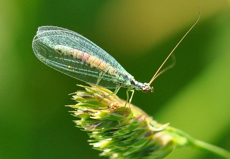 Chrysopidae